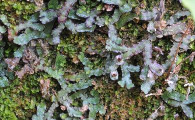 Marchantia formosana 臺灣地錢