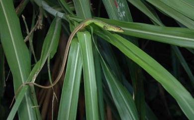 Takydromus septentrionalis Günther, 1864 北草蜥