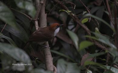 Ianthocincla ruficeps (Gould, 1863) 臺灣白喉噪眉