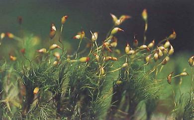 Paraleucobryum longifolium (Hedw.) Loeske, 1908 長葉擬白髮苔