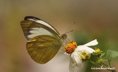 Cepora nadina eunama (Fruhstorfer, 1903) 淡褐脈粉蝶