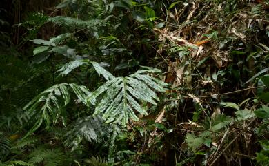 Leptochilus nigrescens 薄葉擬茀蕨