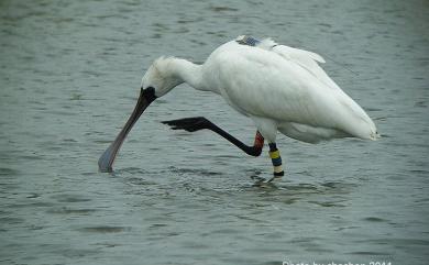 Platalea minor Temminck & Schlegel, 1849 黑面琵鷺