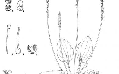 Plantago asiatica L. 車前草