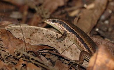 Eutropis borealis (Brown & Alcala, 1980) 多稜真稜蜥