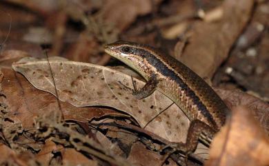 Eutropis multicarinata borealis (Brown & Alcala, 1980) 多稜真棱蜥