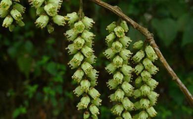Stachyurus himalaicus Hook.f. & Thomson ex Benth. 通條樹