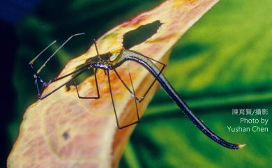 Ariamnes cylindrogaster Simon, 1889 蚓腹寄居姬蛛
