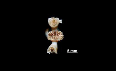 Cyathelia axillaris (Ellis & Solander, 1786) 腋生叢杯珊瑚