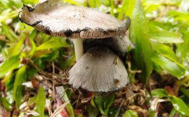 Coprinopsis atramentaria 墨汁鬼傘