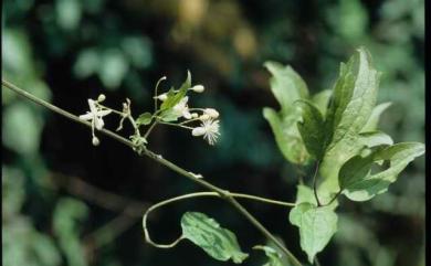 Clematis grata 串鼻龍