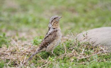 Jynx torquilla chinensis Hesse, 1911 地啄木