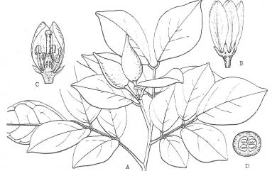 Murraya paniculata var. omphalocarpa 長果月橘