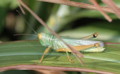 Hieroglyphus annulicornis (Shiraki, 1910) 斑角蔗蝗