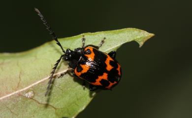 Gallerucida bifasciata Motsuchulsky, 1860 雙帶廣螢金花蟲