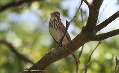 Emberiza pusilla Pallas, 1776 小鵐