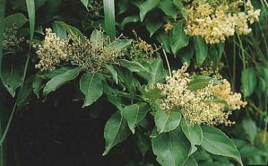 Ehretia acuminata 厚殼樹