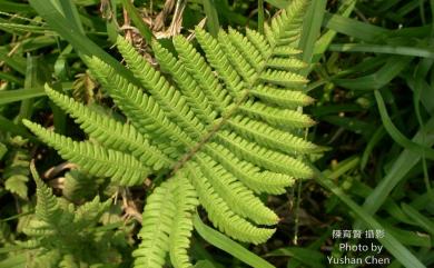 Coryphopteris castanea 栗柄泛亞金星蕨