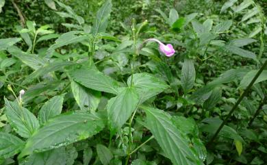 Asystasiella neesiana 尼氏擬馬偕花