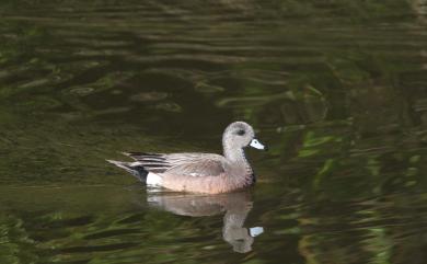 Mareca americana (Gmelin, 1789) 葡萄胸鴨