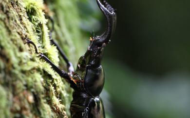 Pseudorhaetus sinicus concolor Benesh, 1960 漆黑鹿角鍬形蟲