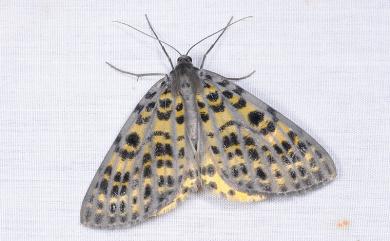Arichanna refracta Inoue, 1978