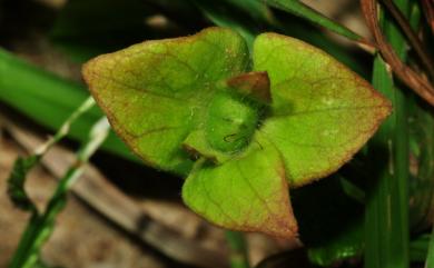 Hewittia malabarica (L.) Suresh 吊鐘藤