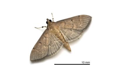 Herpetogramma phaeopterale (Guenée, 1854)
