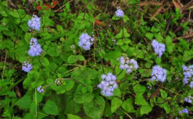 Ageratum houstonianum 紫花藿香薊