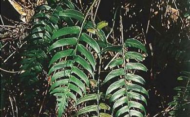 Polystichum lepidocaulon (Hook.) J.Sm. 鞭葉耳蕨