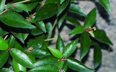 Croton cascarilloides Raeusch. 裏白巴豆