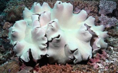 Sarcophyton elegans Moser, 1919 優雅肉質軟珊瑚