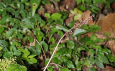 Mitella formosana (Hayata) Masam. 臺灣嗩吶草