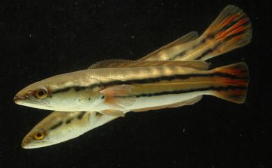 Channa micropeltes (Cuvier, 1831) 魚虎