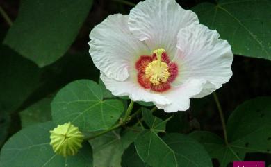 Hibiscus taiwanensis S.Y.Hu 山芙蓉