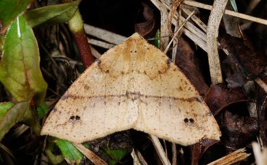 Psyra spurcataria Walker, 1862 雙斑黃絨尺蛾