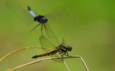 Orthetrum triangulare (Selys, 1878) 鼎脈蜻蜓