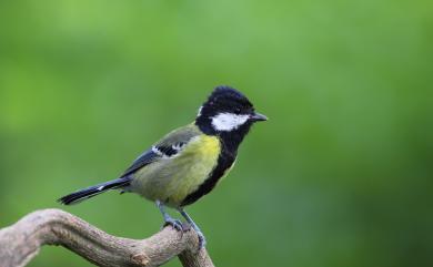 Parus monticolus insperatus (Swinhoe, 1866) 青背山雀