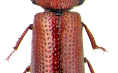 Rhyzopertha dominica (Fabricius, 1792) 穀盜
