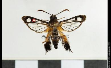 Melittia taiwanensis Arita & Gorbunov, 2002 臺灣毛足透翅蛾