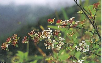 Spiraea tarokoensis Hayata 太魯閣繡線菊