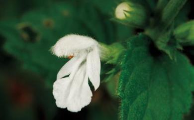 Leucas mollissima var. chinensis 疏毛白絨草