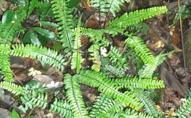 Asplenium normale 生芽鐵角蕨