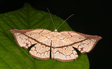 Schistophyle falcifera Warren, 1896 格紋角尺蛾