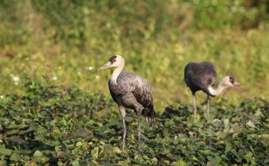 Grus monacha Temminck, 1835 白頭鶴