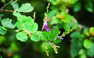 Lespedeza thunbergii subsp. formosa 毛胡枝子