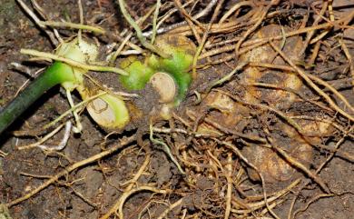 Polygonatum odoratum var. pluriflorum 萎蕤