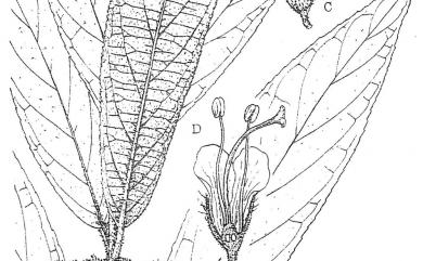 Callicarpa pilosissima Maxim. 細葉紫珠
