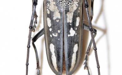 Batocera lineolata Chevrolat, 1852 白條天牛