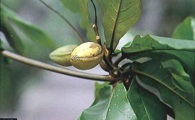 Terminalia catappa L. 欖仁